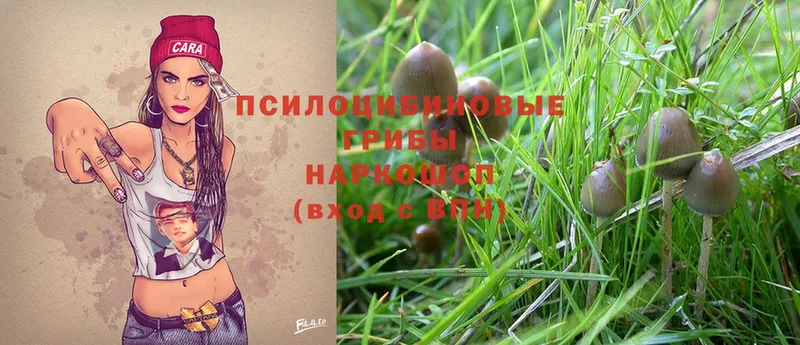 Псилоцибиновые грибы Psilocybe  Сердобск 